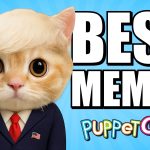 Democrats HATE Cute Kittens